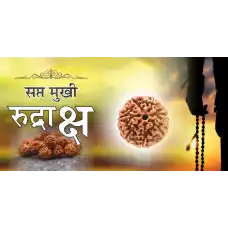 7 Mukhi Rudraksh (5.0)